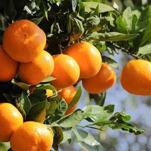 روش های کود دهی و آبیاری نارنگی در ایران