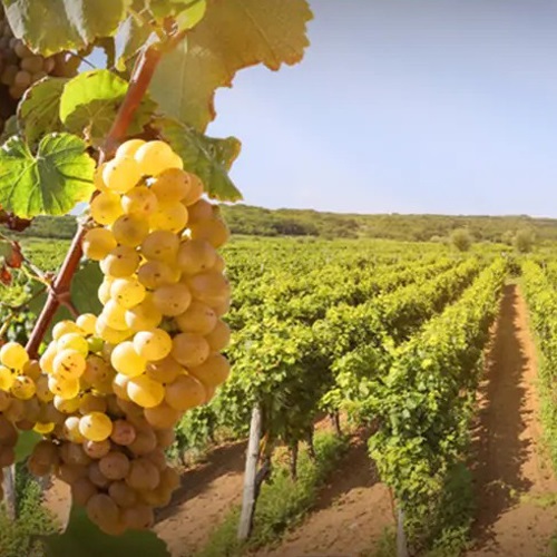 روشهای مناسب برای کوددهی انگور دیم