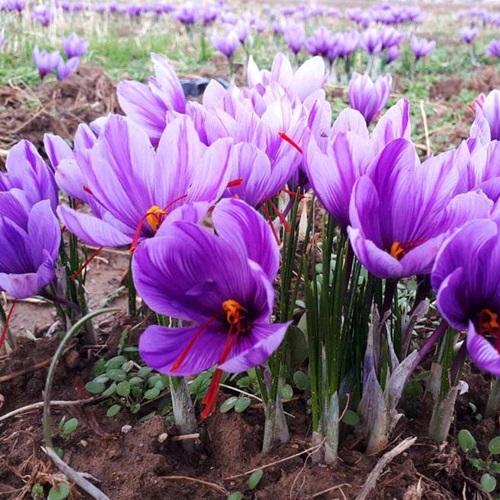 کاربردهای کود پتاس بالا برای زعفران