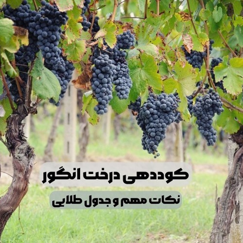 زمان و برنامه کوددهی درخت انگور + جدول کوددهی